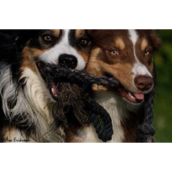 Rebtov Bomuld med 2 knuder 36 cm.